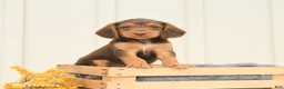 Mixed Breed dogs for sale: Fiona - Ad 4