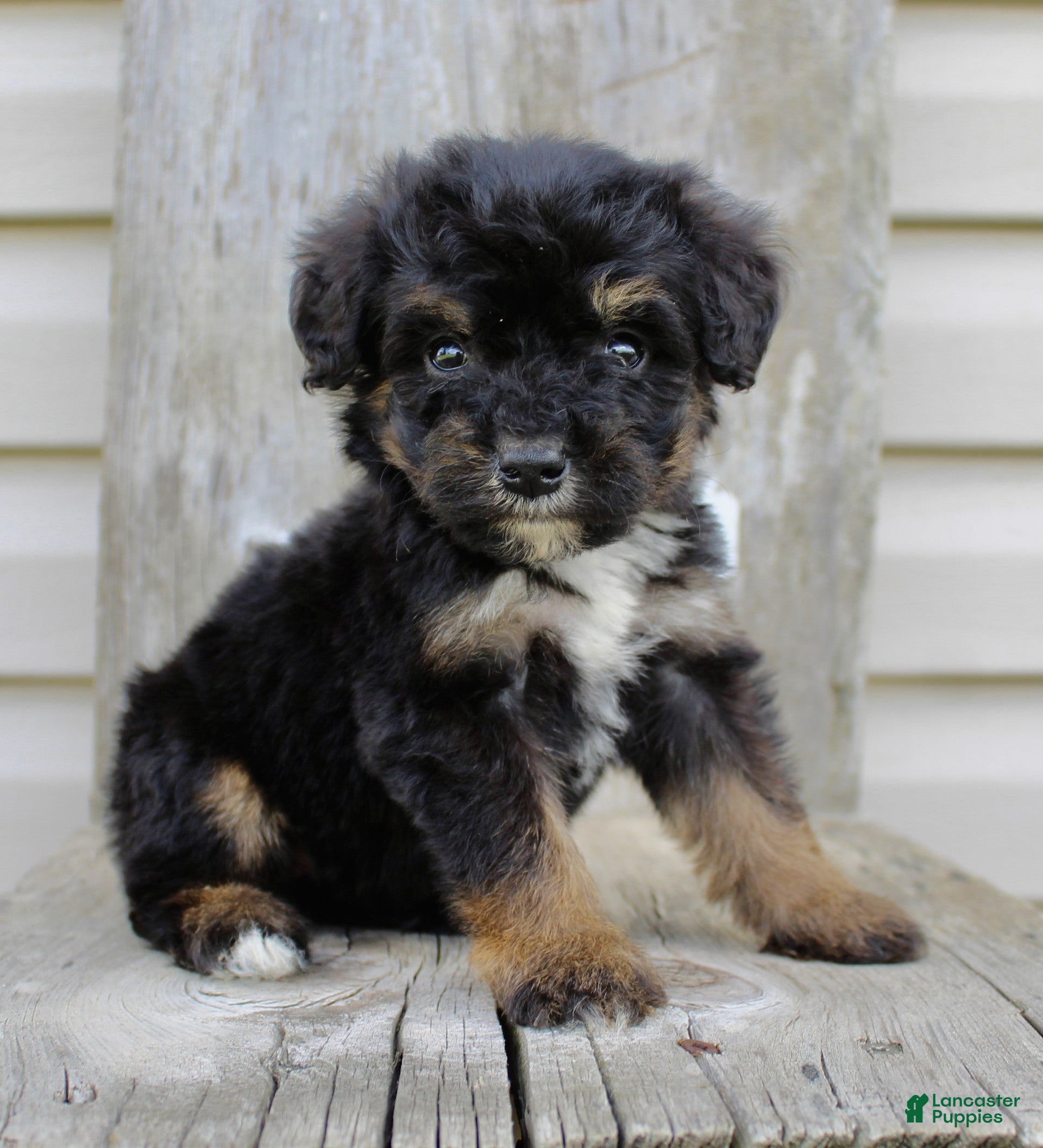 Bernedoodle dogs Remi - Ad 2