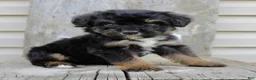 Bernedoodle dogs for sale: Remi - Ad 2