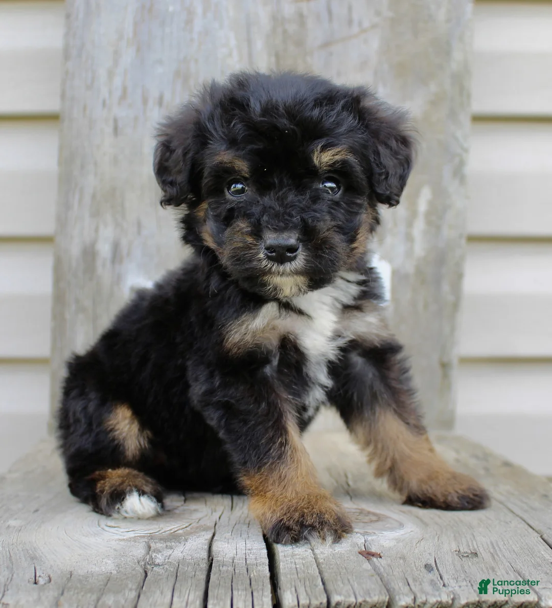 Bernedoodle dogs for sale: Remi - Ad 2