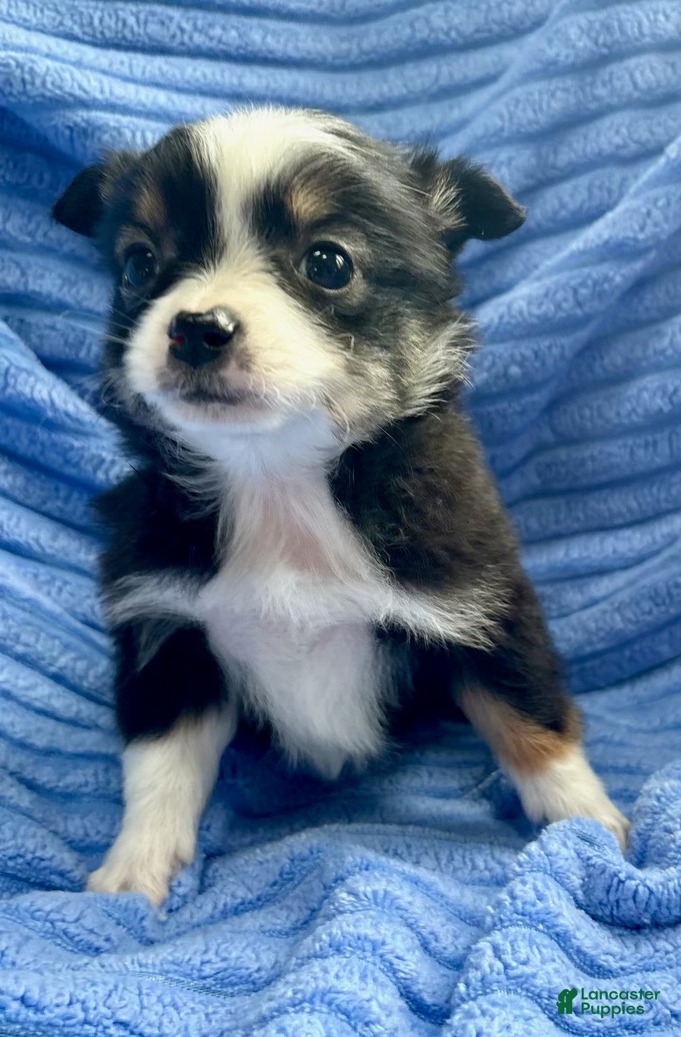 Australian Shepherd dogs for sale: Miniature Australian Shepherd Puppy 1 - Ad 1