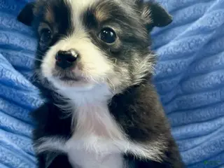 Australian Shepherd dogs for sale: Miniature Australian Shepherd Puppy 1 - Ad 1