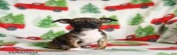 Chihuahua dogs for sale: Brandy - Ad 1