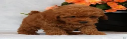 Havapoo dogs for sale: Fern - Ad 6