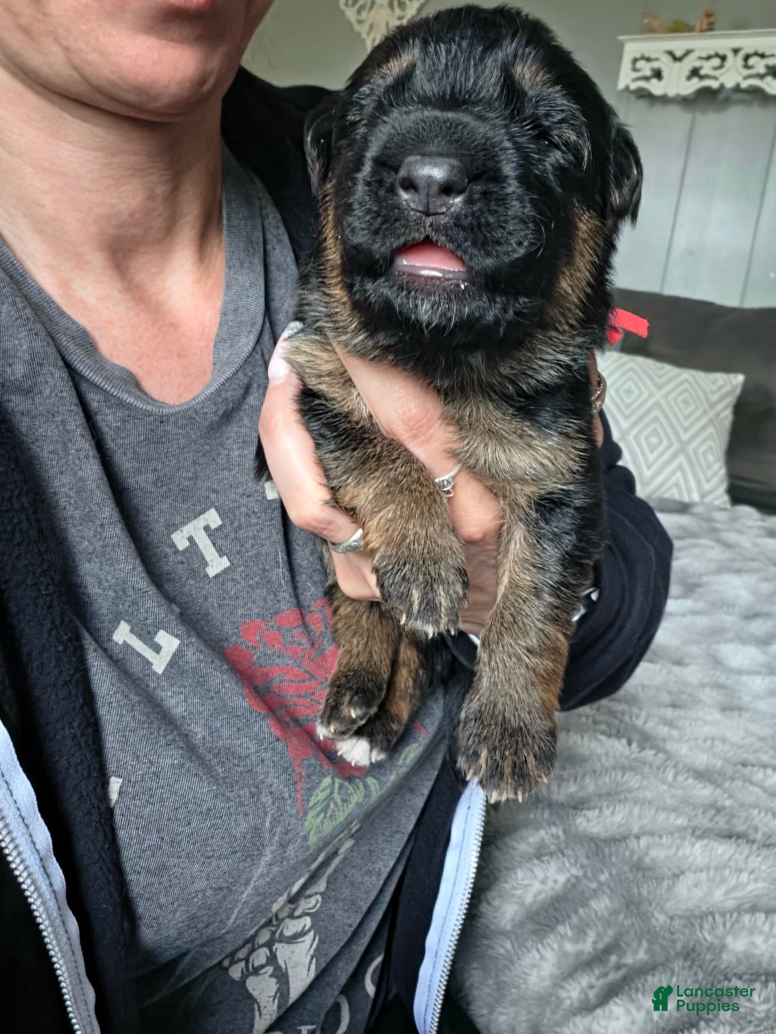 German Shepherd dogs Frigg- Red Collar - Ad 2