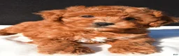 Toy Poodle dogs for sale: Theo - Ad 6