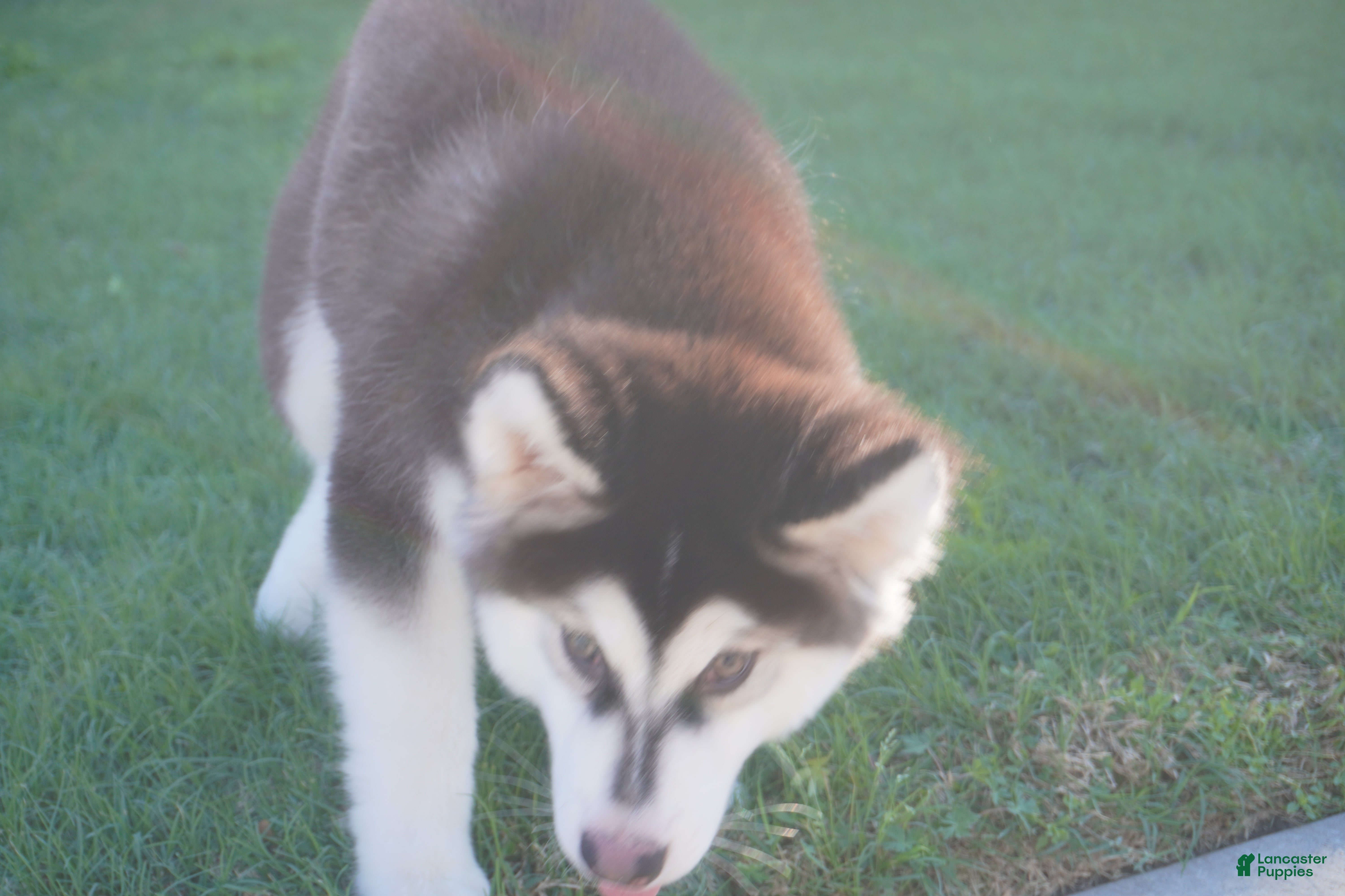 Alaskan Malamute dogs Saseme - Ad 1