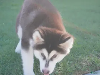 Alaskan Malamute dogs for sale: Saseme - Ad 1