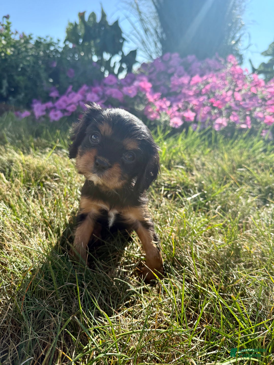 Cavalier King Charles Spaniel dogs for sale: Roscoe - Ad 32