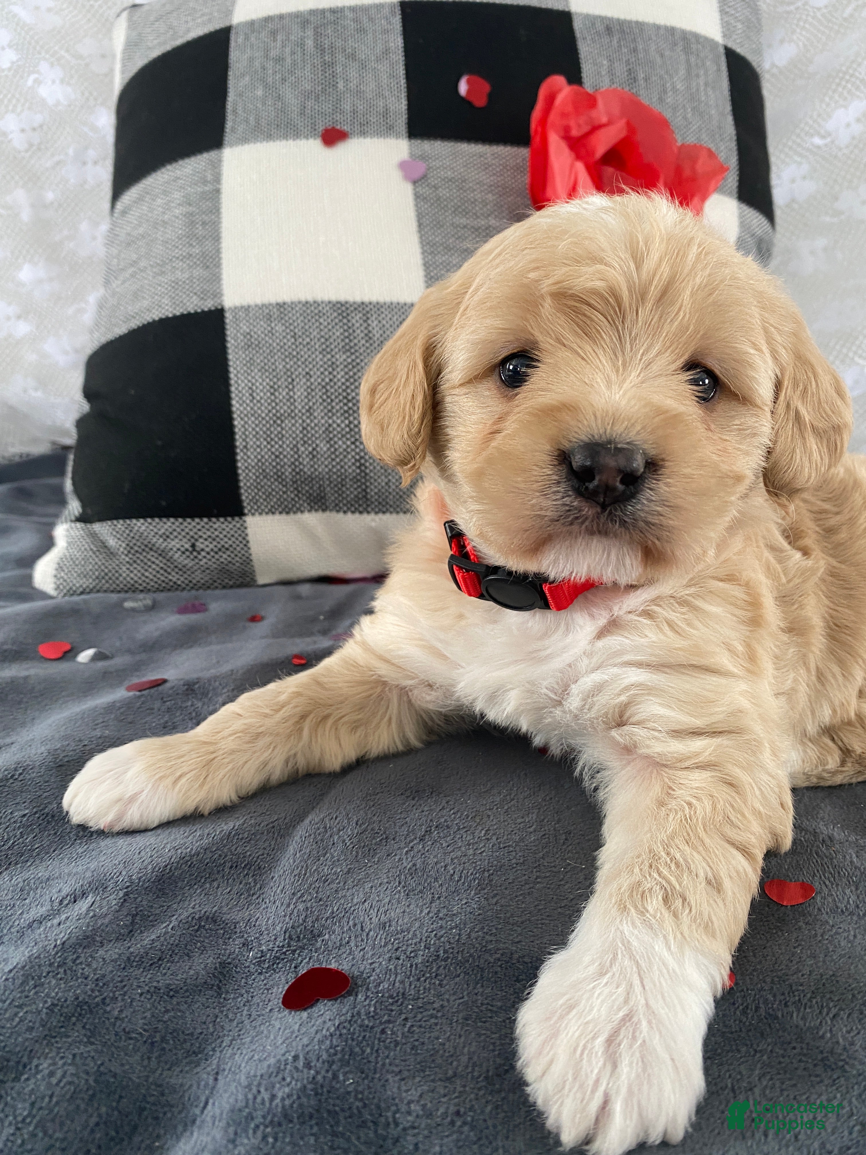 Mixed Breed dogs Kaya - Ad 2