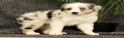 Miniature Australian Shepherd dogs for sale: Missy - Ad 2