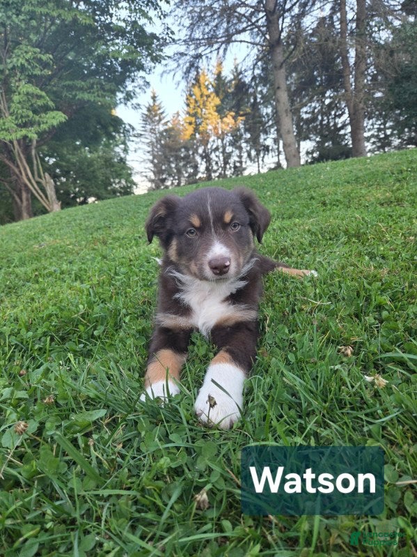 Australian Shepherd dogs Watson - Ad 39