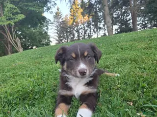 Australian Shepherd dogs Watson - Ad 39