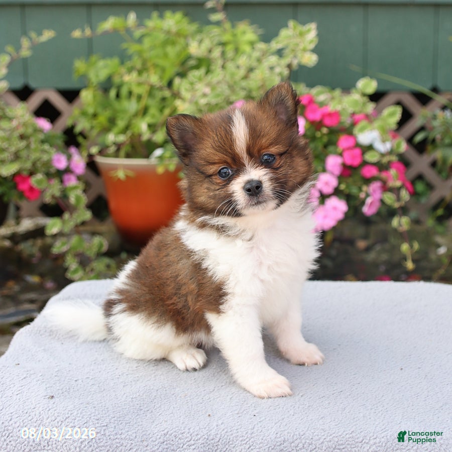 Pomeranian dogs Brownie - Ad 1