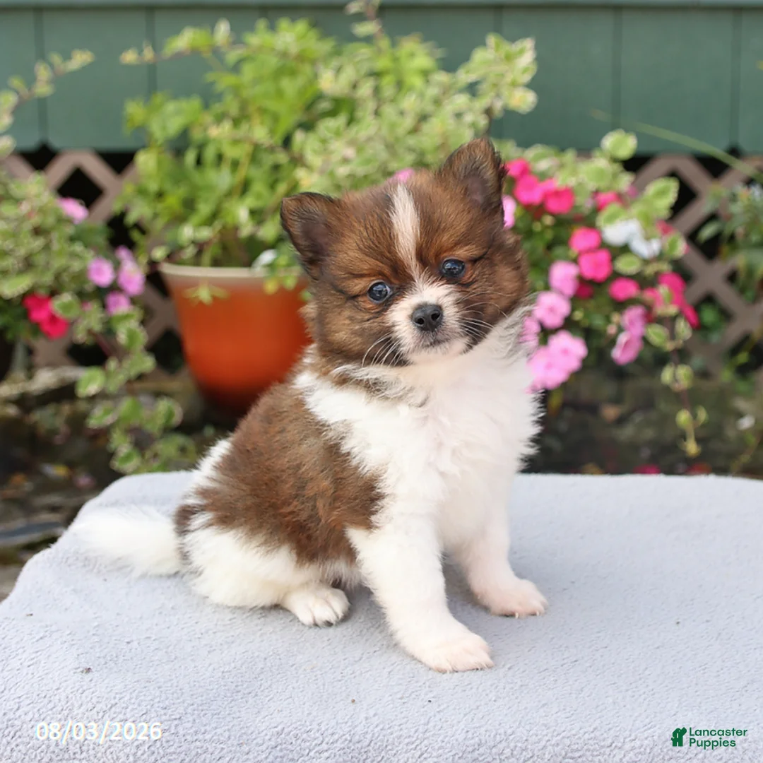 Pomeranian dogs for sale: Brownie - Ad 1