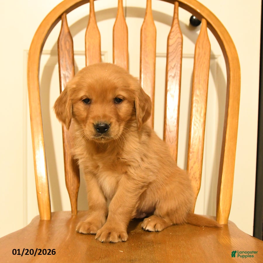 Golden Retriever dogs Bartholomew - Ad 23
