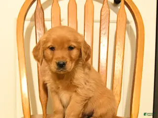 Golden Retriever dogs Bartholomew - Ad 36