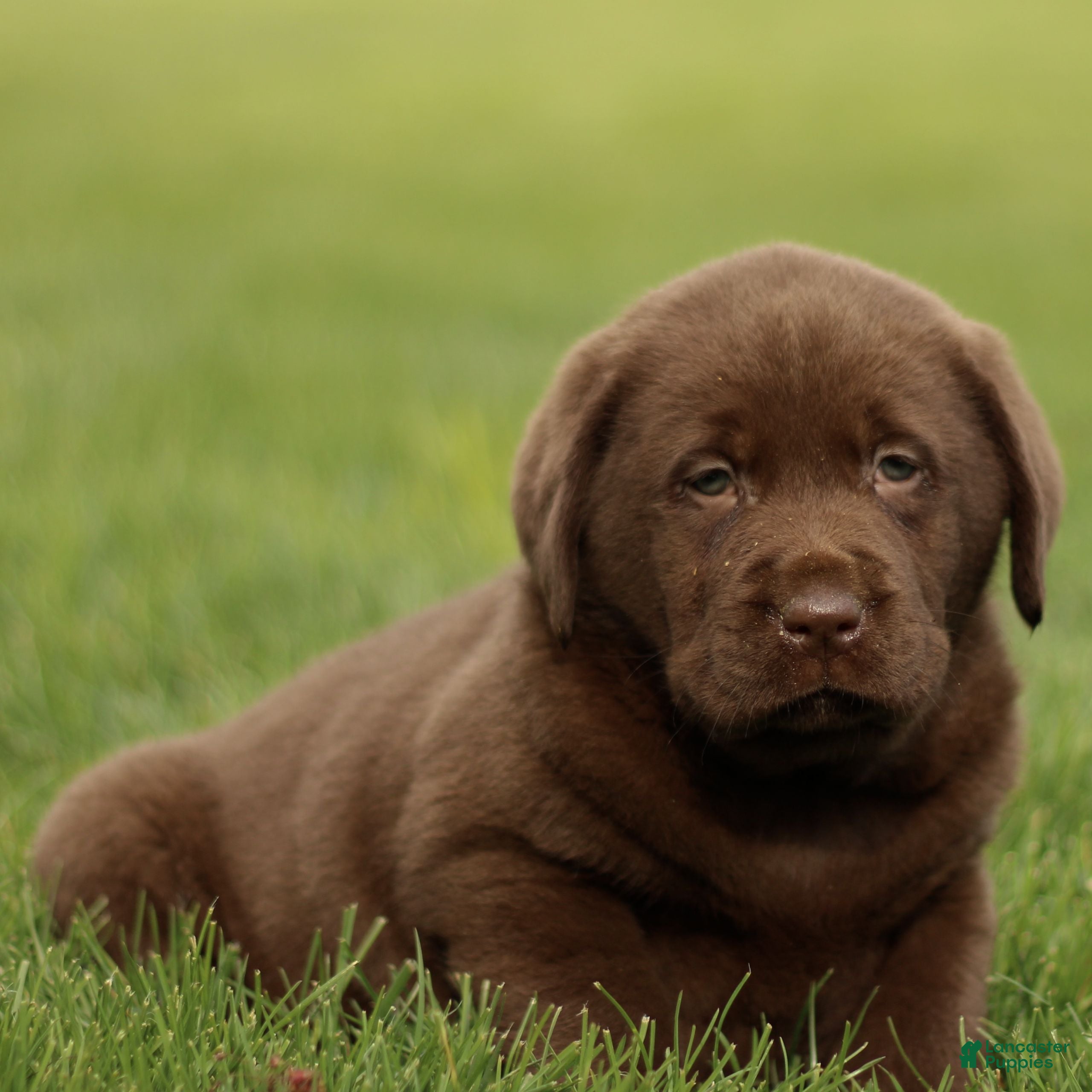 Labrador Retriever dogs Harry  - Ad 2