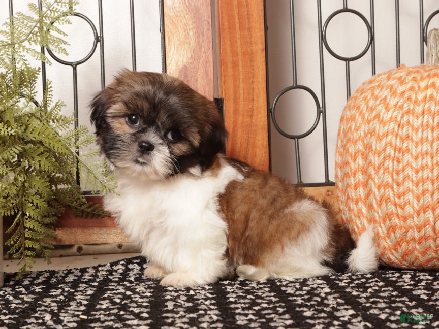 Shih Tzu dogs Willow - Playful Female Shih Tzu  - Ad 2