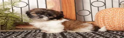 Shih Tzu dogs for sale: Willow - Playful Female Shih Tzu  - Ad 2