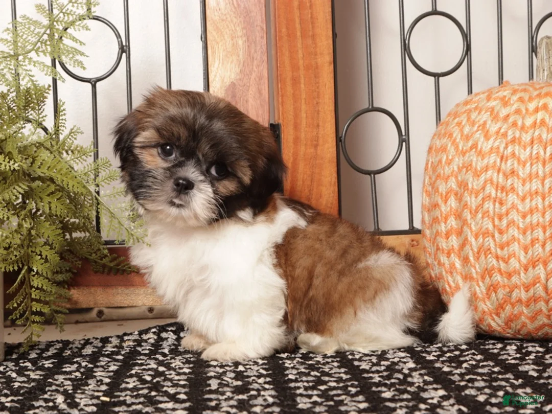 Shih Tzu dogs for sale: Willow - Playful Female Shih Tzu  - Ad 2