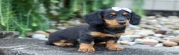 Miniature Dachshund dogs for sale: Sage 🐶 - Ad 17