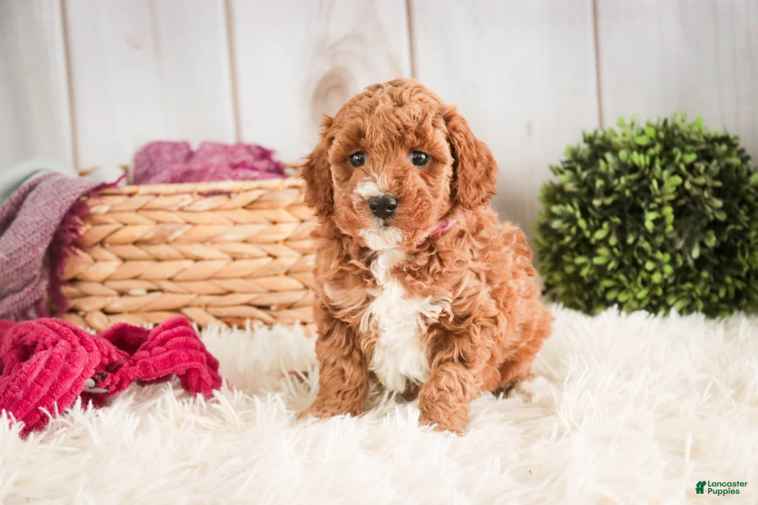 Miniature Poodle dogs for sale: Josie - Ad 1
