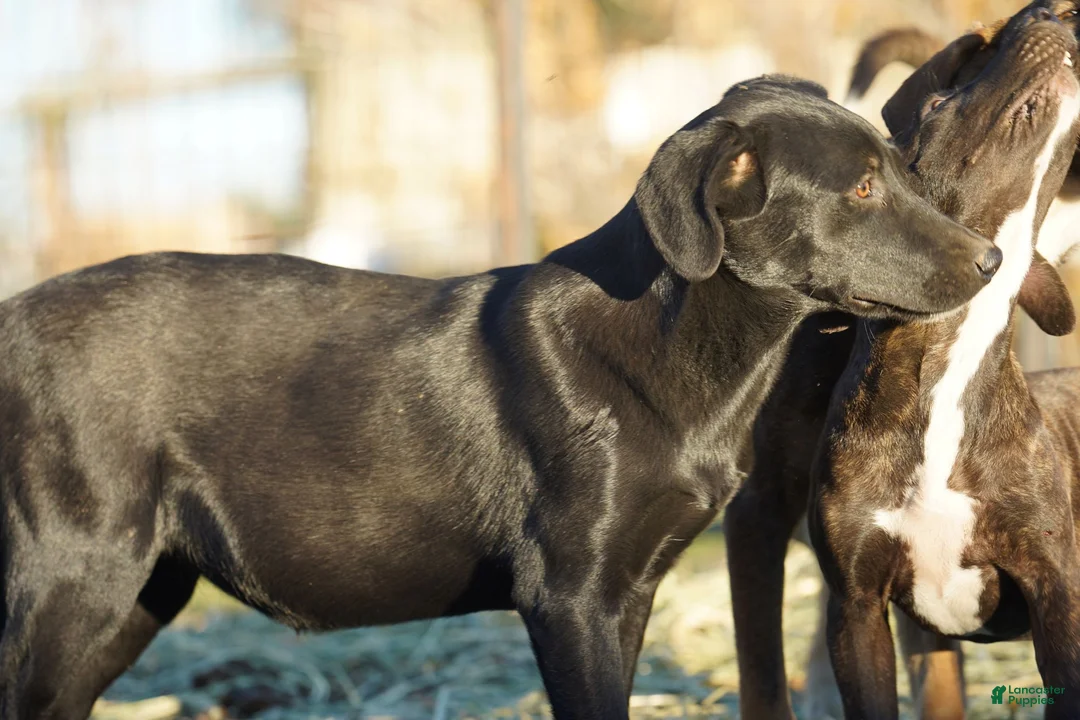 Mixed Breed dogs for sale: Jet Tiscar Farm Dog - Ad 23