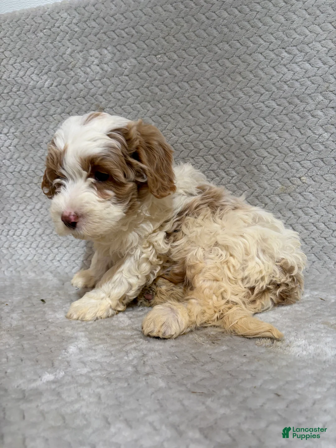 Mini Bernedoodle dogs for sale: Alex - Ad 2