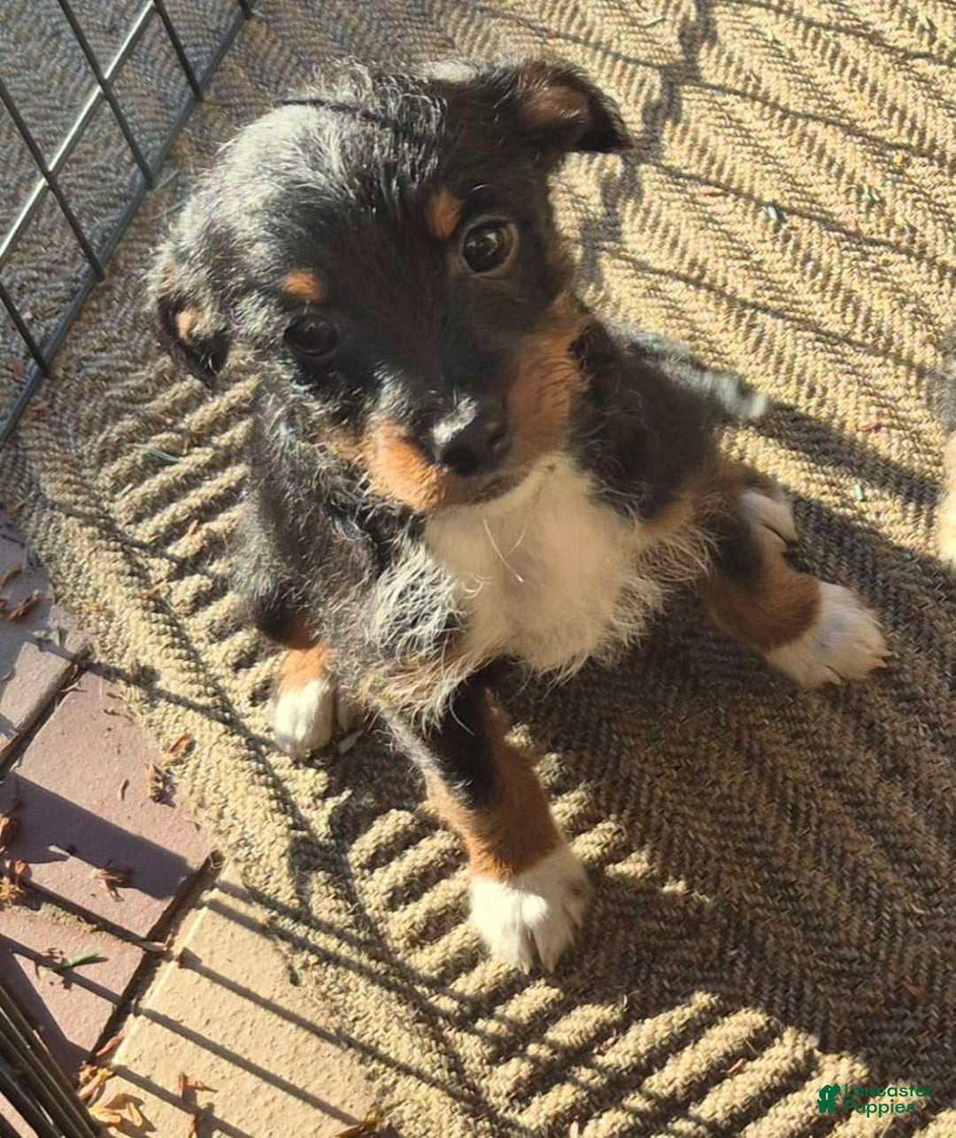 Yorkiepoo dogs for sale: Yorkiepoo Puppy 2 - Ad 9