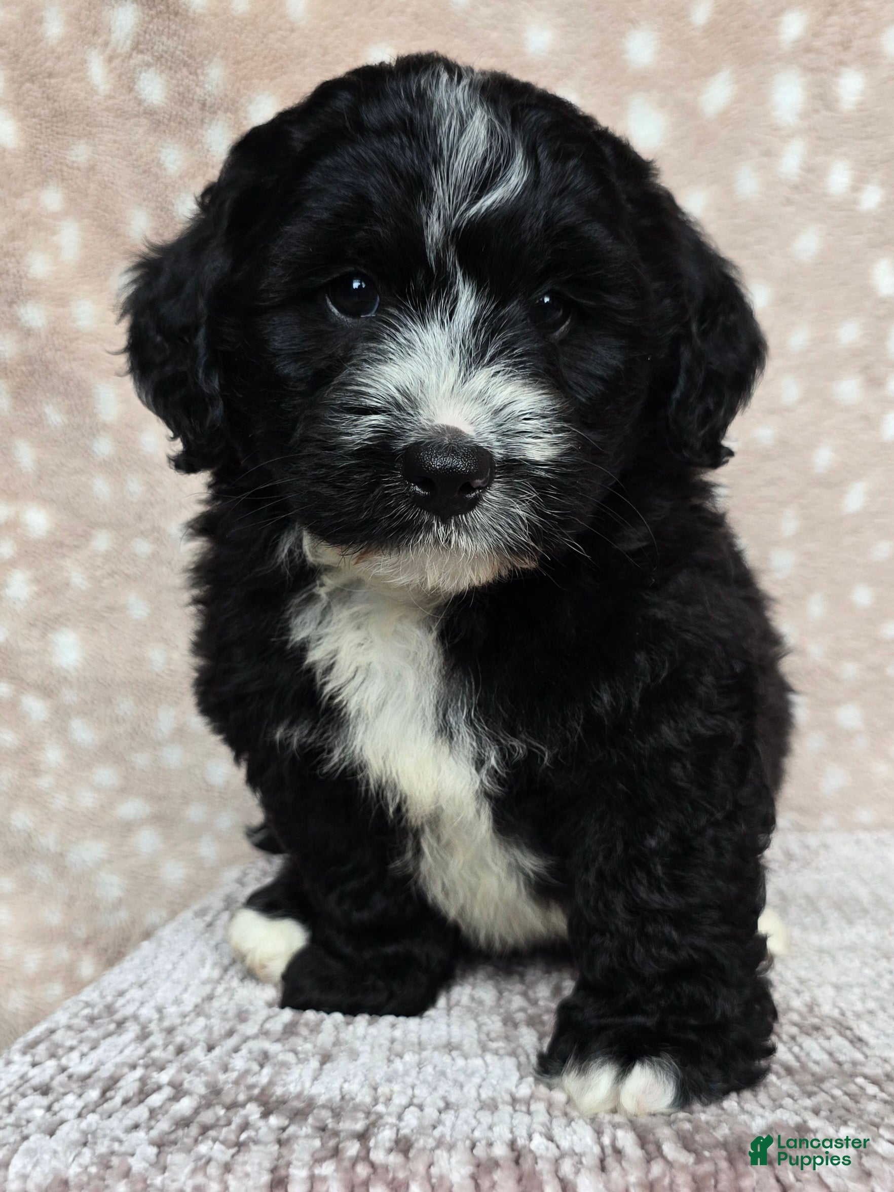 Mini Bernedoodle dogs Mini Blaze - Ad 1