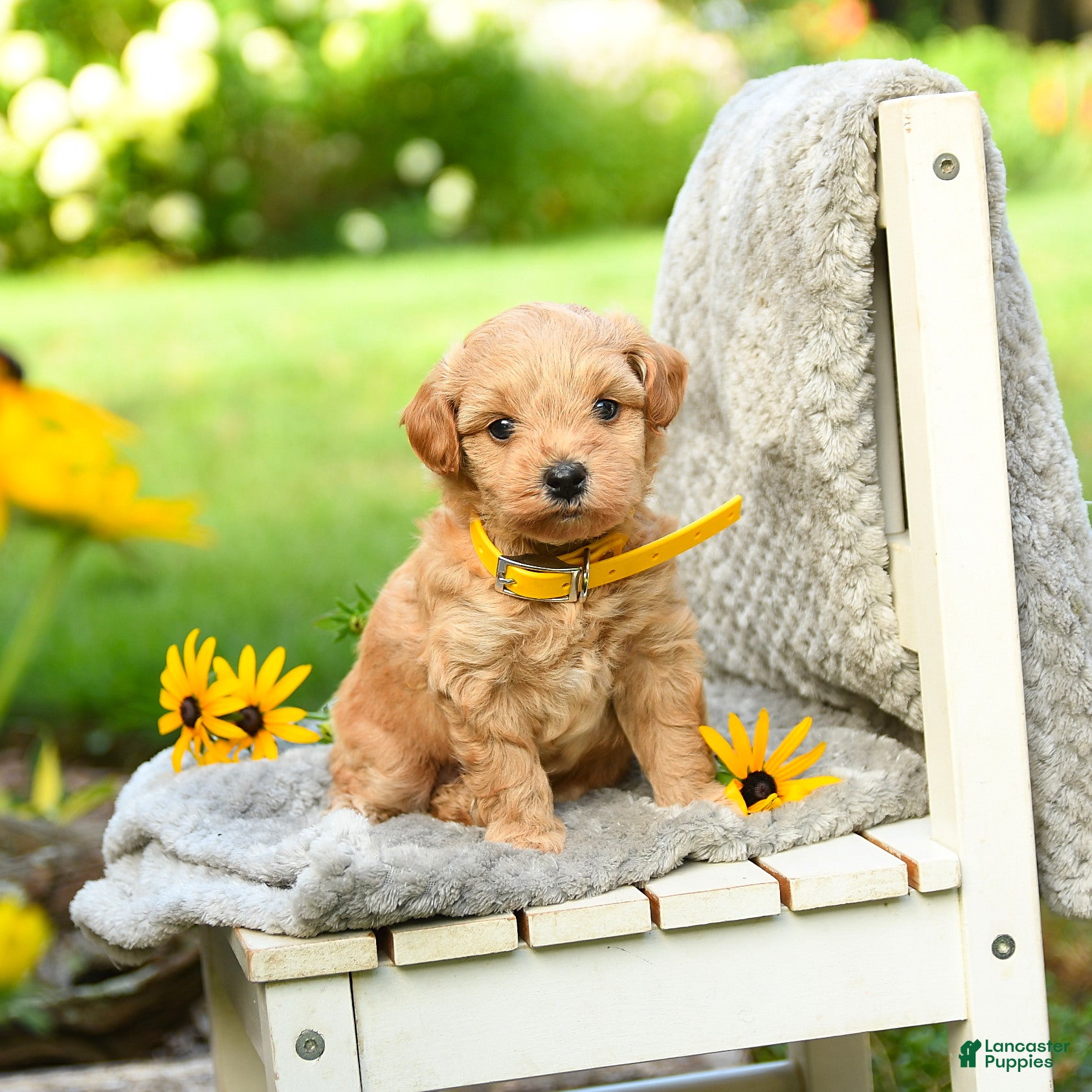 Cavapoo dogs Lemon - Ad 1
