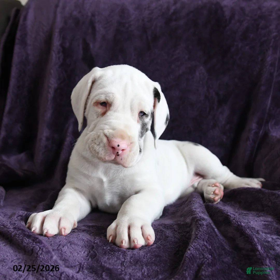 Great Dane dogs for sale: Aurora - Ad 4