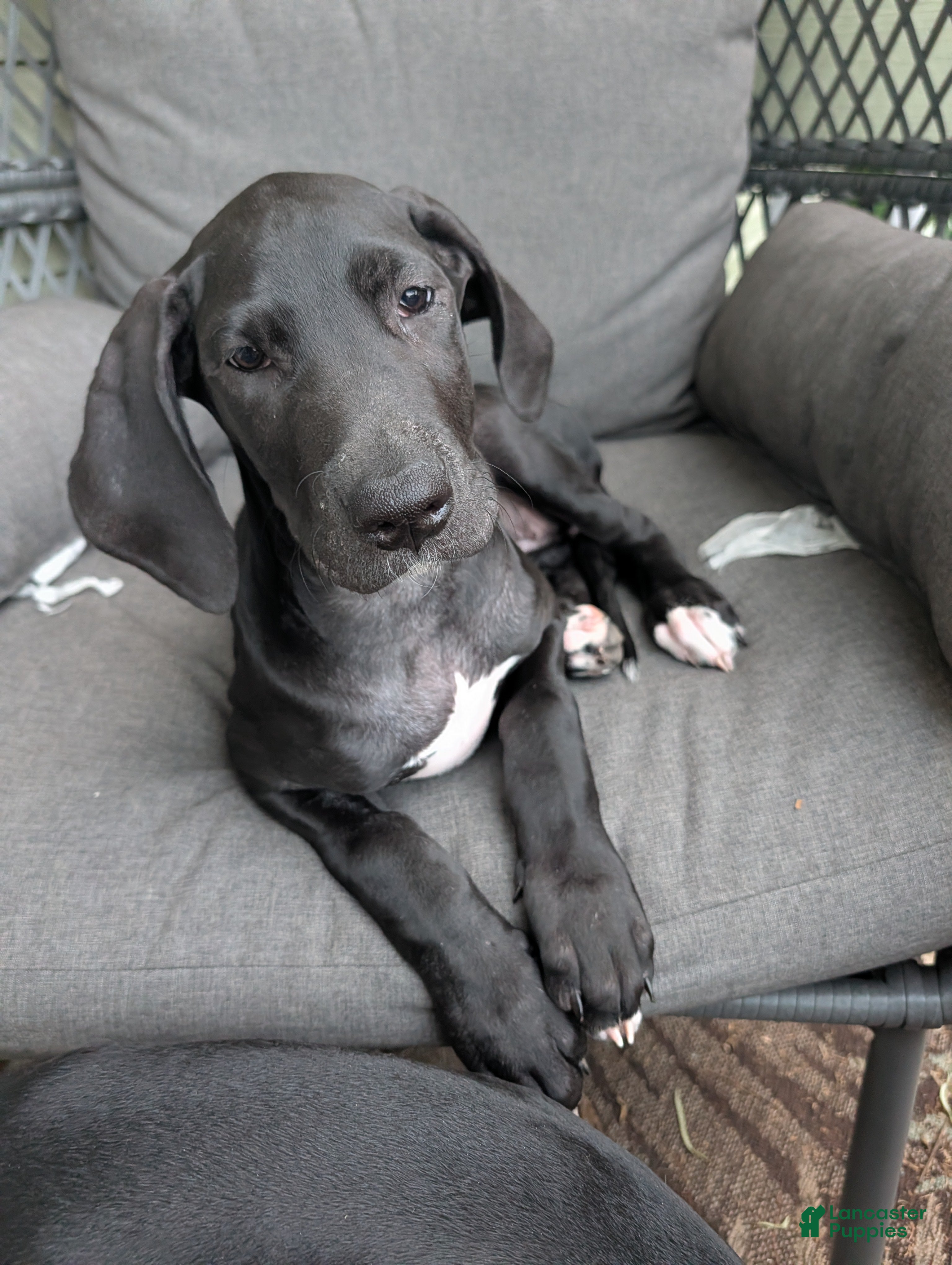 Great Dane dogs Daisy - Ad 40