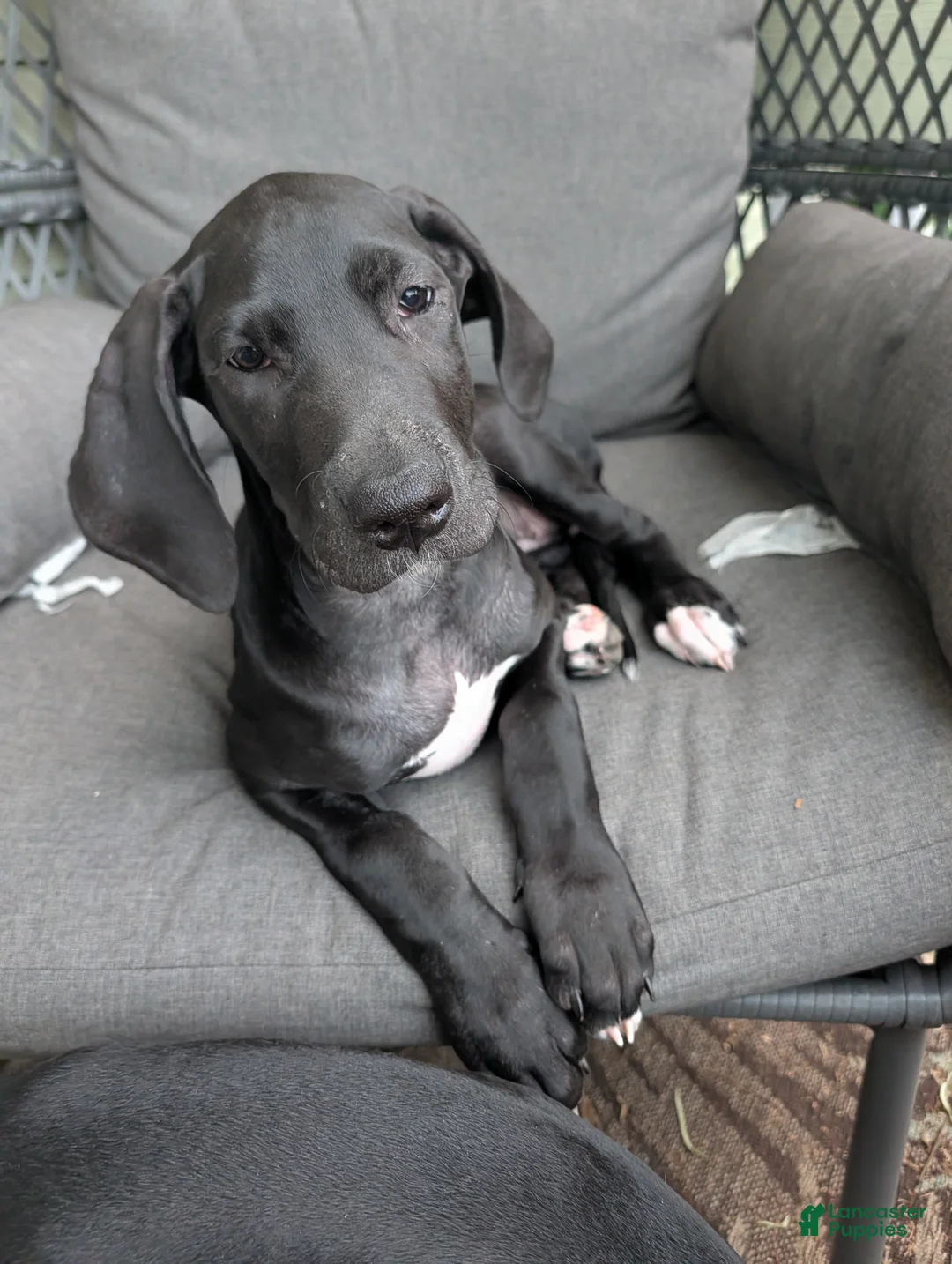 Great Dane dogs for sale: Daisy - Ad 1