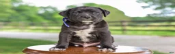 Mixed Breed dogs for sale: Yaden Jug Puppy  - Ad 2