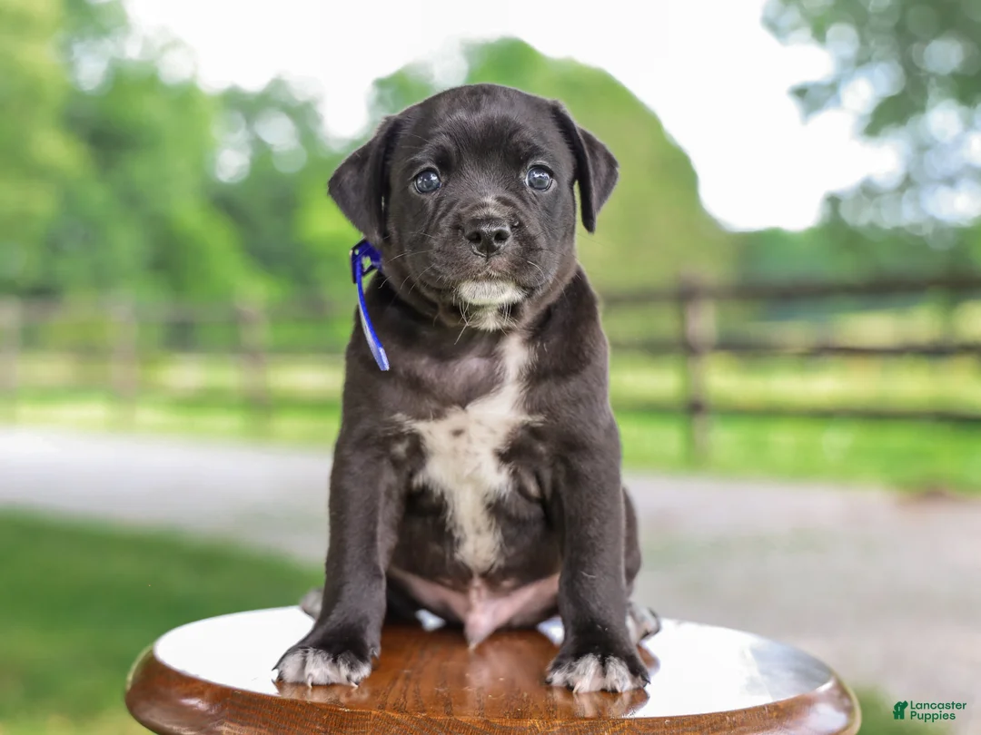 Mixed Breed dogs for sale: Yaden Jug Puppy  - Ad 2