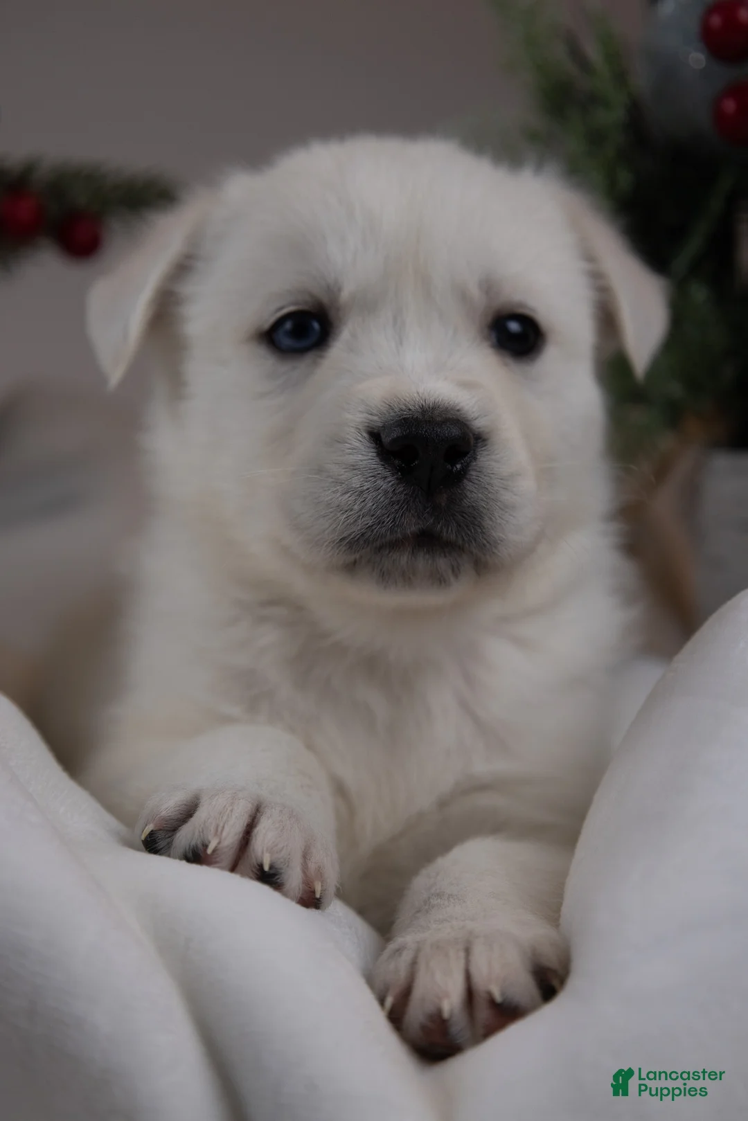 Goberian dogs for sale: Holly - Ad 35