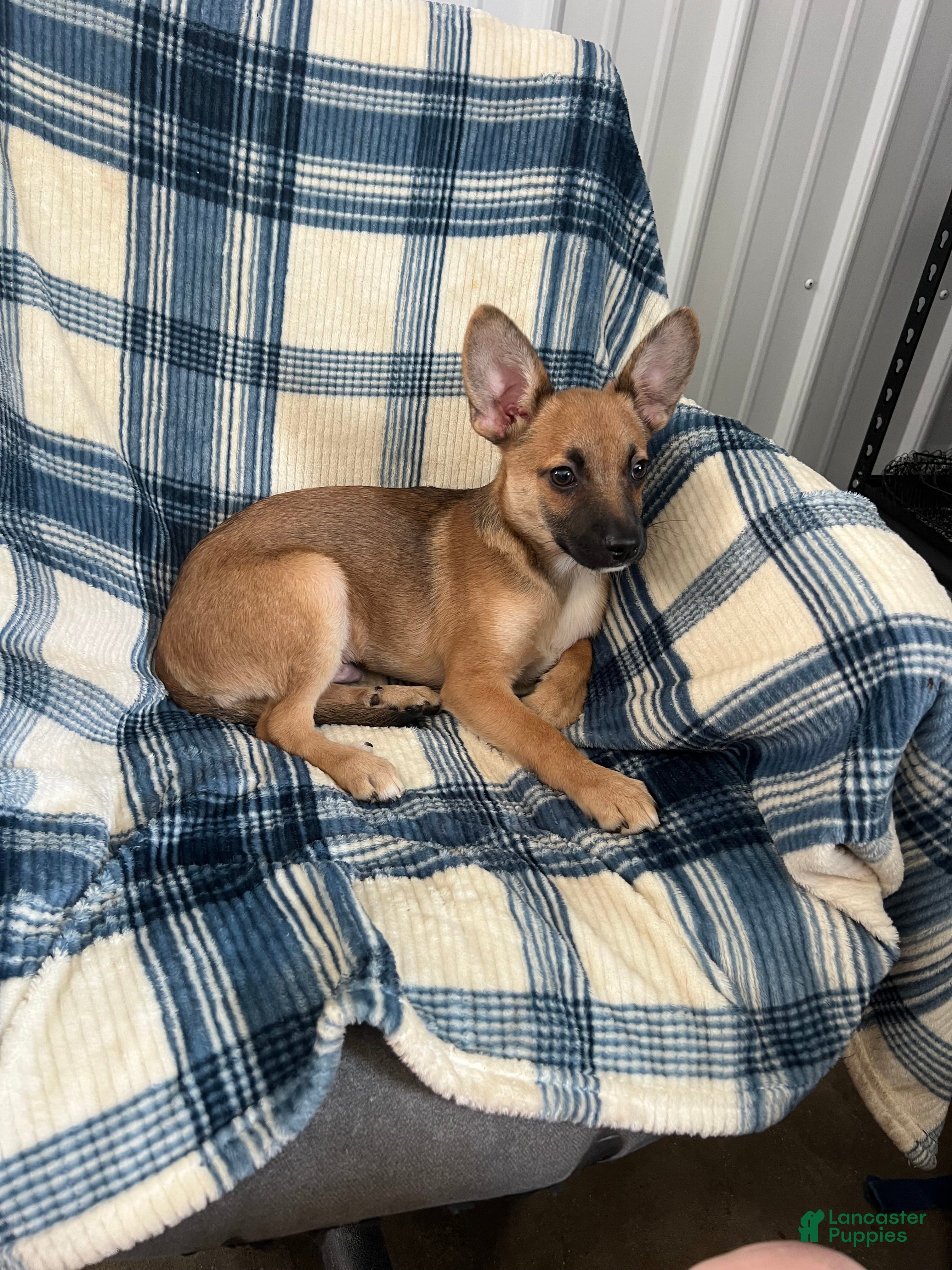 Chihuahua dogs Chihuahua  SCOTTY Boy - Ad 1