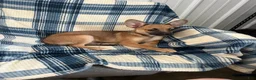 Chihuahua dogs for sale: Chihuahua  SCOTTY Boy - Ad 5