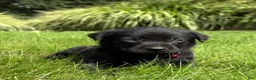 Labrador Retriever dogs for sale: Bruno - Ad 10