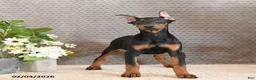 Doberman Pinscher dogs for sale: Zena - Ad 1
