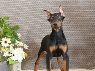 Doberman Pinscher dogs Zena - Ad 3