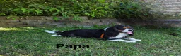 Mixed Breed dogs for sale: Billy-Bob - Ad 6