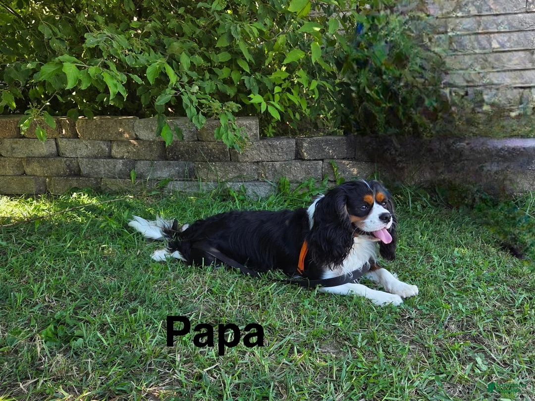Mixed Breed dogs for sale: Billy-Bob - Ad 6