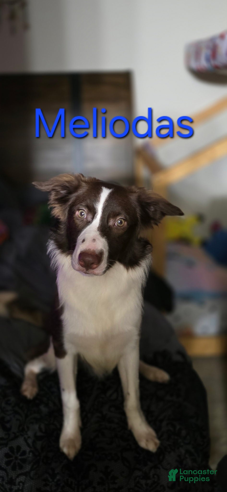 Border Collie dogs Meliodas - Ad 34