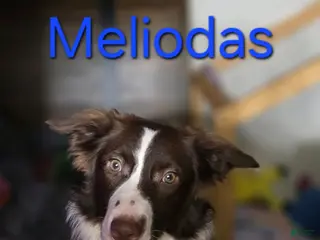 Border Collie dogs Meliodas - Ad 34