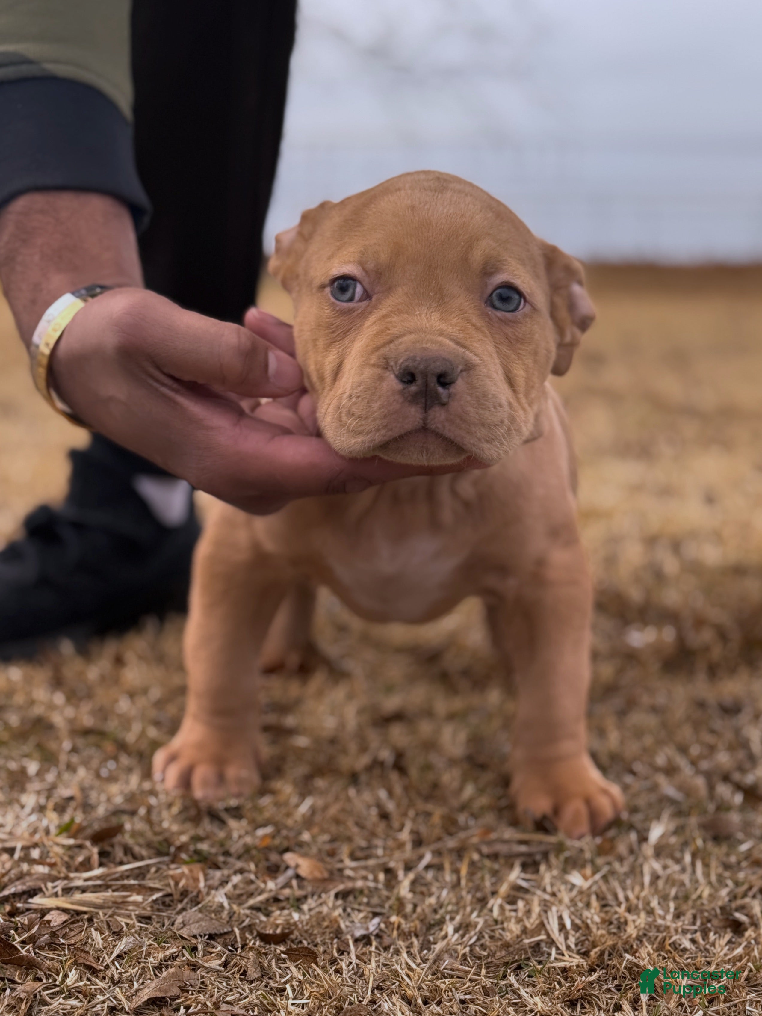 American Bully dogs Luck (Bossy Kennels BL Champagne XL Bully) - Ad 2