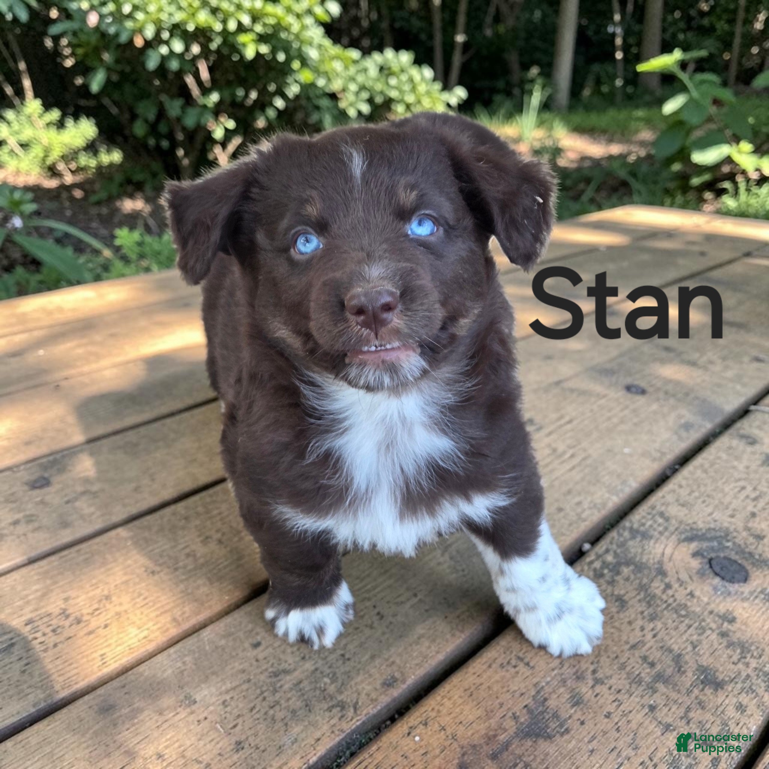 Australian Shepherd dogs Stan - Ad 1