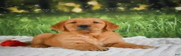Golden Retriever dogs for sale: Jasper - Ad 7
